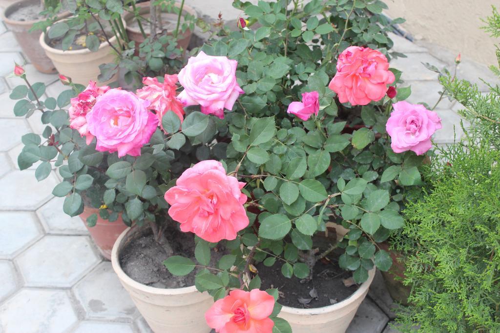 קטמנדו Dipankara Holiday Home מראה חיצוני תמונה